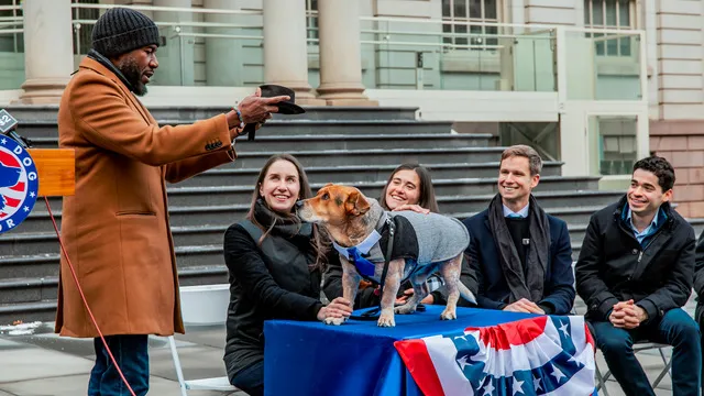 New York City’s newest mayor is a basset-cattle dog named Simon: Watch his indoguration